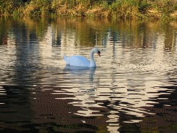 Swan song. Last autumn