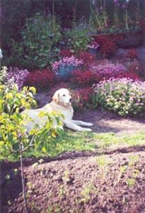 Doobie my labrador in the garden